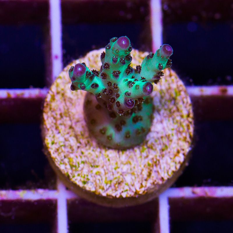 newcoral1366b - 85+ New WYSIWYG Acros at Cherry Corals!